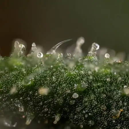 CBD FIX 🏥 Auto - Zamnesia x B&B