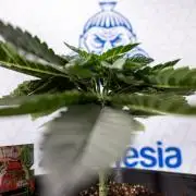 Hash Burger 🍔 - Zamnesia x B&B
