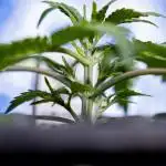 Critical Cheese Auto II - Zamnesia x B&B