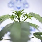 Lemon Cherry Gelato - Zamnesia x B&B