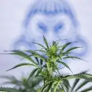 Tangerine Dream  Auto - Zamnesia x B&B