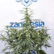 CBD FIX 🏥 Auto - Zamnesia x B&B