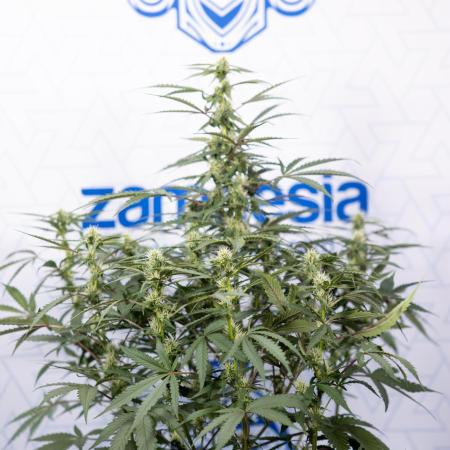 CBD FIX 🏥 Auto - Zamnesia x B&B