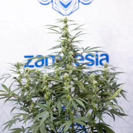 CBD FIX 🏥 Auto - Zamnesia x B&B