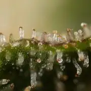 Chocolope 🍫 Auto - Zamnesia x B&B