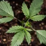 Karen Kush Auto I - Zamnesia x B&B