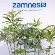 Tropicana Cookies #2 - Zamnesia x B&B