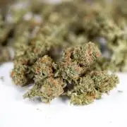 Lemon Cherry Gelato #2 - Zamnesia x B&B