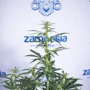 Karen Kush Auto I - Zamnesia x B&B