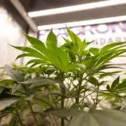 London Pound Cake 🍰 - Zamnesia x B&B