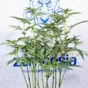 Georgia Pie #1 - Zamnesia x B&B