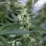 Karen Kush Auto #1 - Zamnesia x B&B