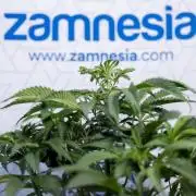 Tropicana Cookies #1 - Zamnesia x B&B