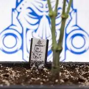 Permanent Marker - Zamnesia x B&B