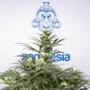 Super Boof - Zamnesia x B&B