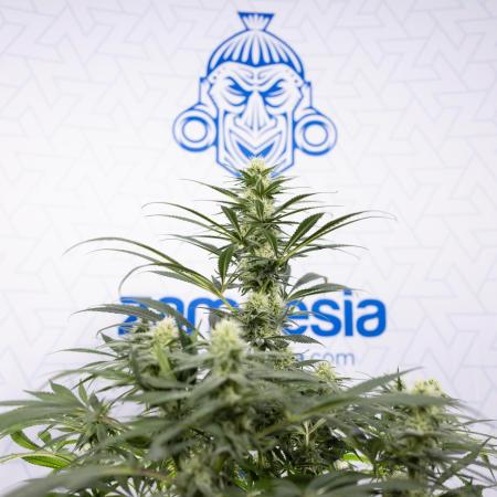 Super Boof - Zamnesia x B&B