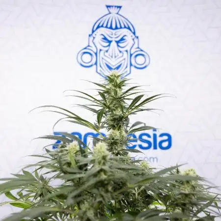 Super Boof - Zamnesia x B&B