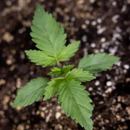 Sticky Broccoli - Zamnesia x B&B