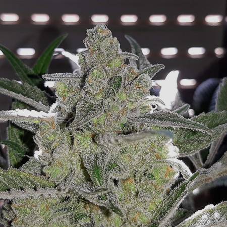 Mom Gelato - B&B - Zamnesia