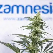 Tropicana Cookies #1 - Zamnesia x B&B