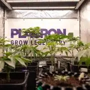 Nectar Drip #5 Clone - Zamnesia x B&B