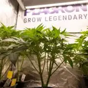 Classic Skunk 🌱  - Zamnesia x B&B