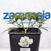 Hawaiian Snow 🌸 Auto - Zamnesia x B&B