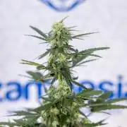 Grape Ape 🍇 F1 Auto - Xamnesia x B&B