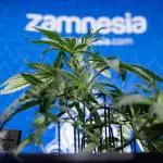 Monster Dwarf II Auto - Zamnesia x B&B