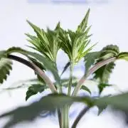 L.A. KUSH Cake #1 - Zamnesia x B&B