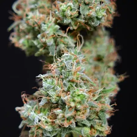 Zookies Auto 1 // Zamnesia x B&B
