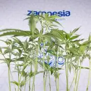 L.A. KUSH Cake #1 - Zamnesia x B&B