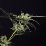 White Truffle (Clone) - Zamnesia x B&B