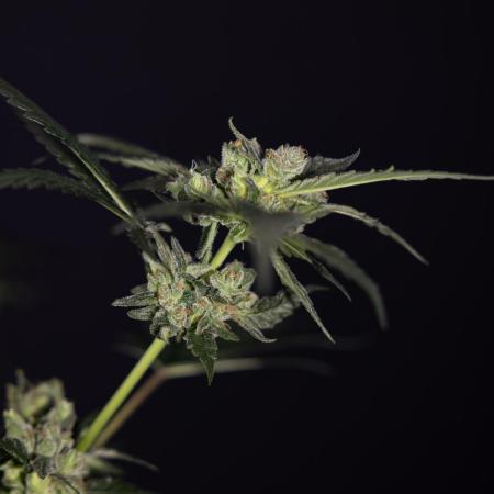 White Truffle (Clone) - Zamnesia x B&B