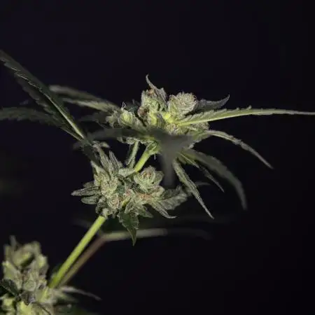 White Truffle (Clone) - Zamnesia x B&B