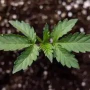 Georgia Pie 2 - Zamnesia x B&B