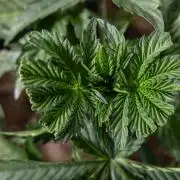 Georgia Pie 2 - Zamnesia x B&B