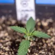 Georgia Pie 1 - Zamnesia x B&B