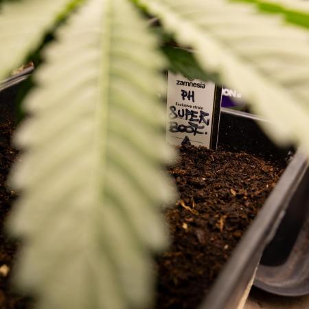 Super Boof - Zamnesia x B&B