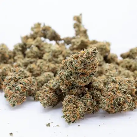 Fruit Punch Auto 2 // Zamnesia x B&B