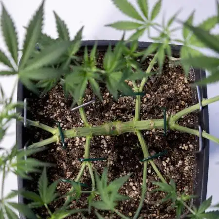 Trainwreck Auto 2 // Zamnesia x B&B