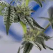 Georgia Pie #1 - Zamnesia x B&B