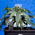 Tangerine Dream II Auto - Zamnesia x B&B