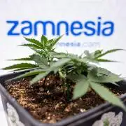 Hawaiian Snow 🌸 Auto - Zamnesia x B&B
