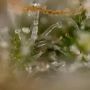 Critical Cheese Auto #2 - Zamnesia x B&B