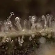 Georgia Pie #2 - Zamnesia x B&B