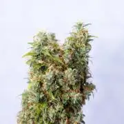 Sticky Broccoli - Zamnesia x B&B