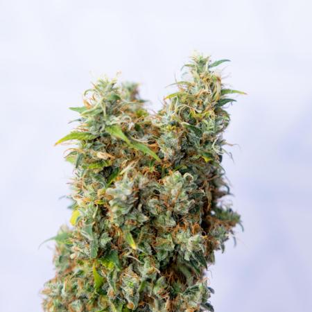 Sticky Broccoli - Zamnesia x B&B