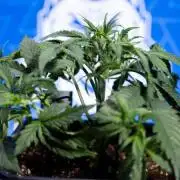 Watermelon Candy  Auto - Zamnesia x B&B