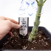 Nectar Drip #4 - Zamnesia x Tical x B&B